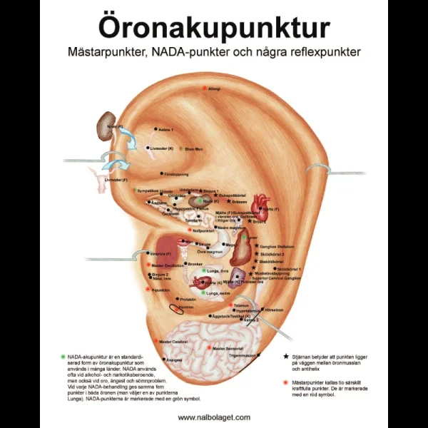 Liten laminerad plansch med punktkartor för öronakupunktur